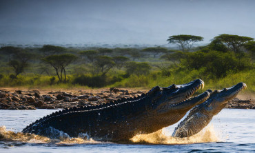 What Does It Mean to Dream About Crocodiles? | Crocodile Dream Interpretation