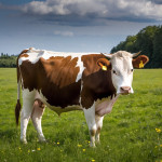 Understanding Dreams About a Cow Running Towards You: Spiritual and Psychological Meanings